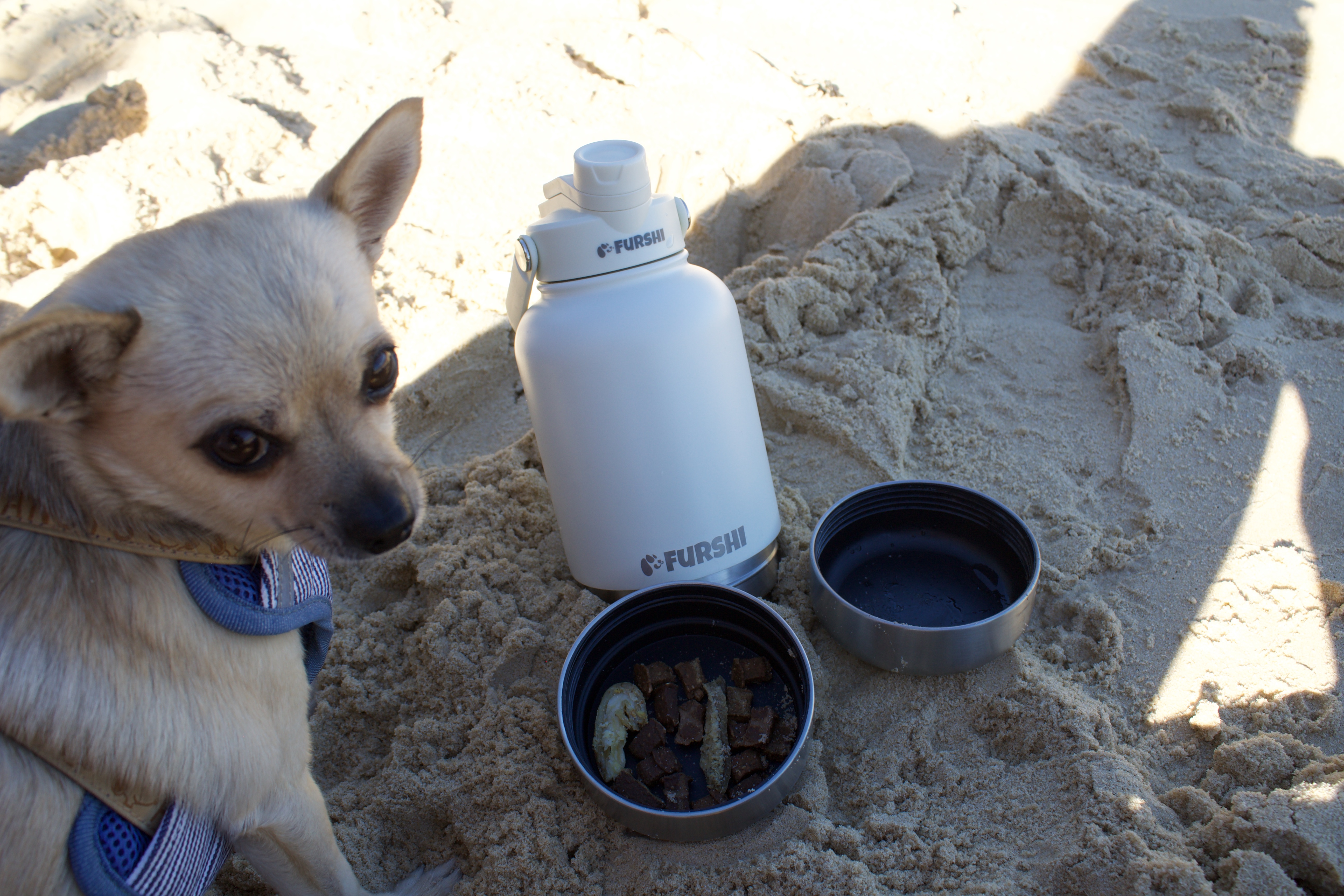 Stylish dog owner on a morning walk with a sleek water flask and happy dog